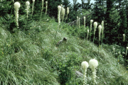 beargrass, squaw grass (Xerophyllum tenax)
